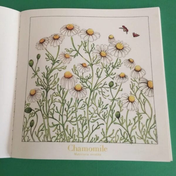 Chamomile flowers art in the book