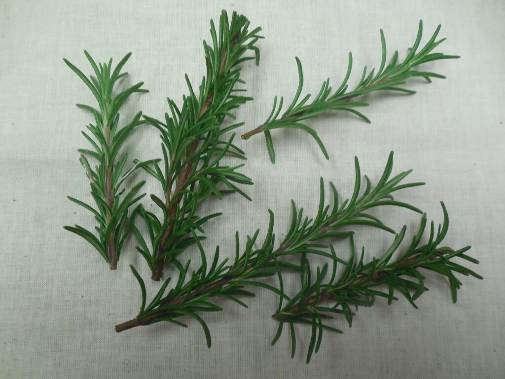 Rosemary leaves 1