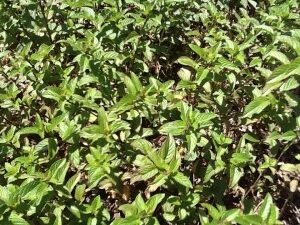 Peppermint plants 1