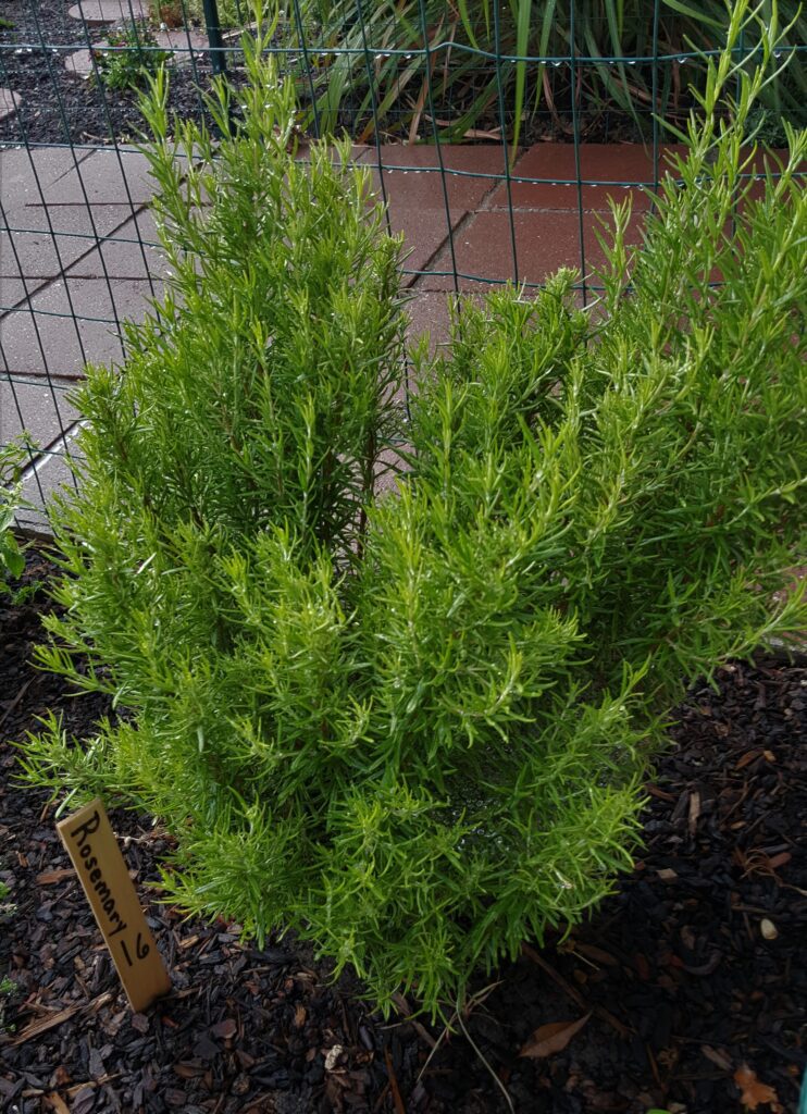 Rosemary plants